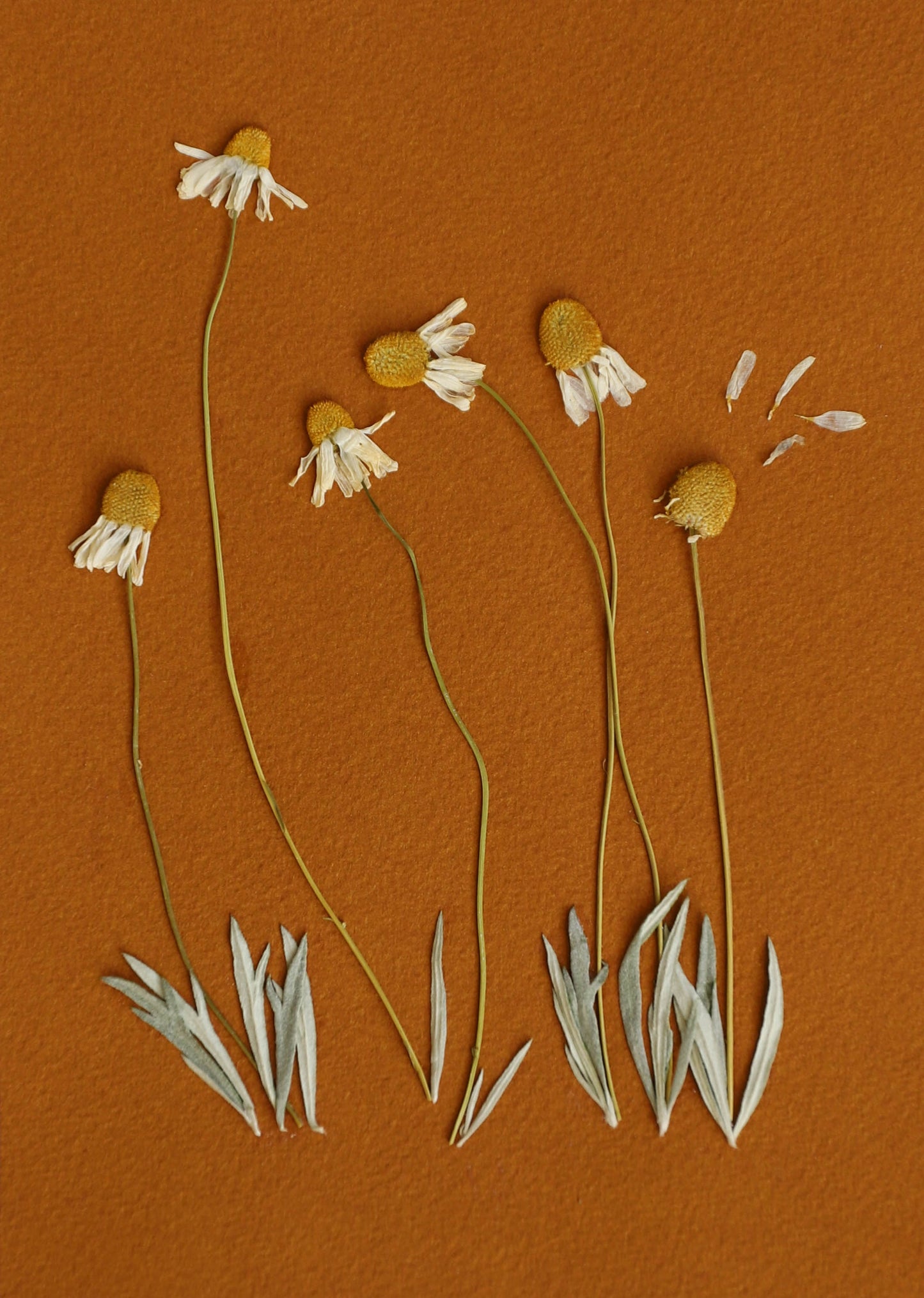 Cadre de fleurs pressées "pâquerettes"