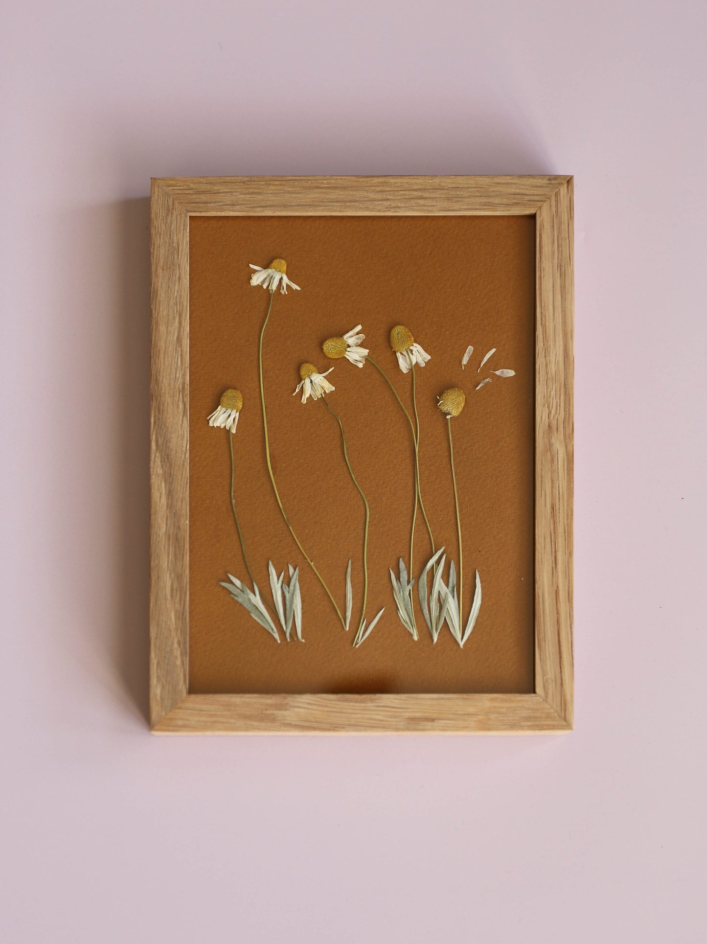 Cadre de fleurs pressées "pâquerettes"