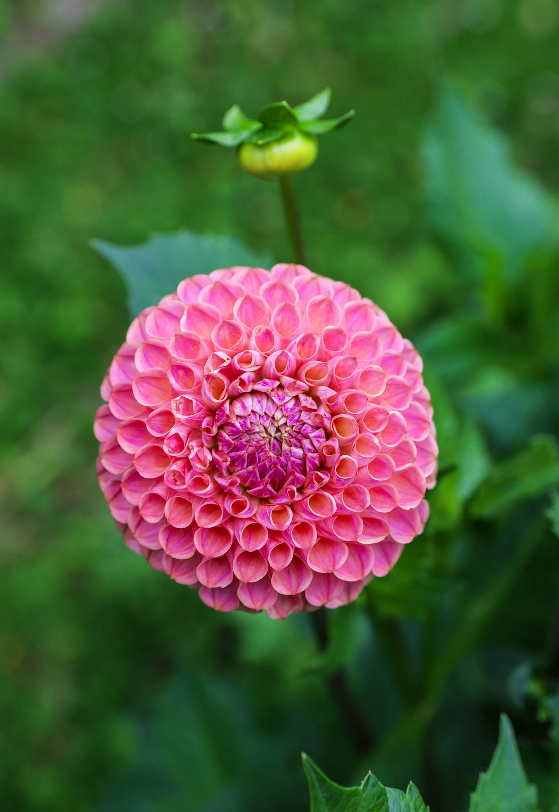 Les variétés de fleurs fraiches