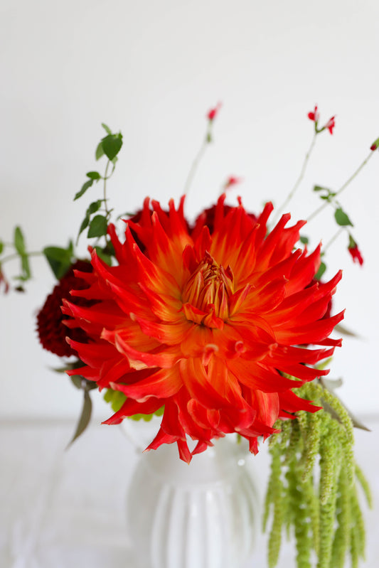fleur de dahlia rouge qui ressort dans un vase blanc avec un fond blanc et une nappe blanche.