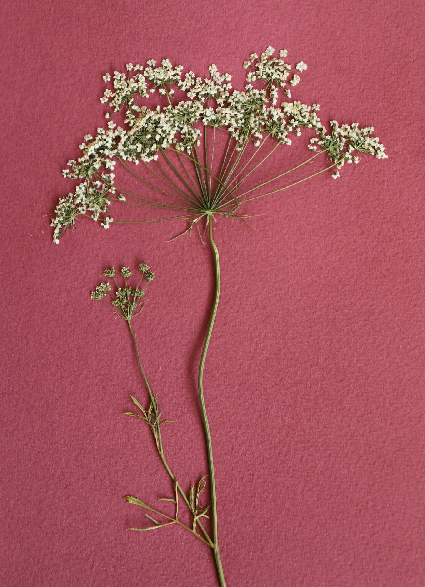 Cadre de fleurs pressées "ammi"